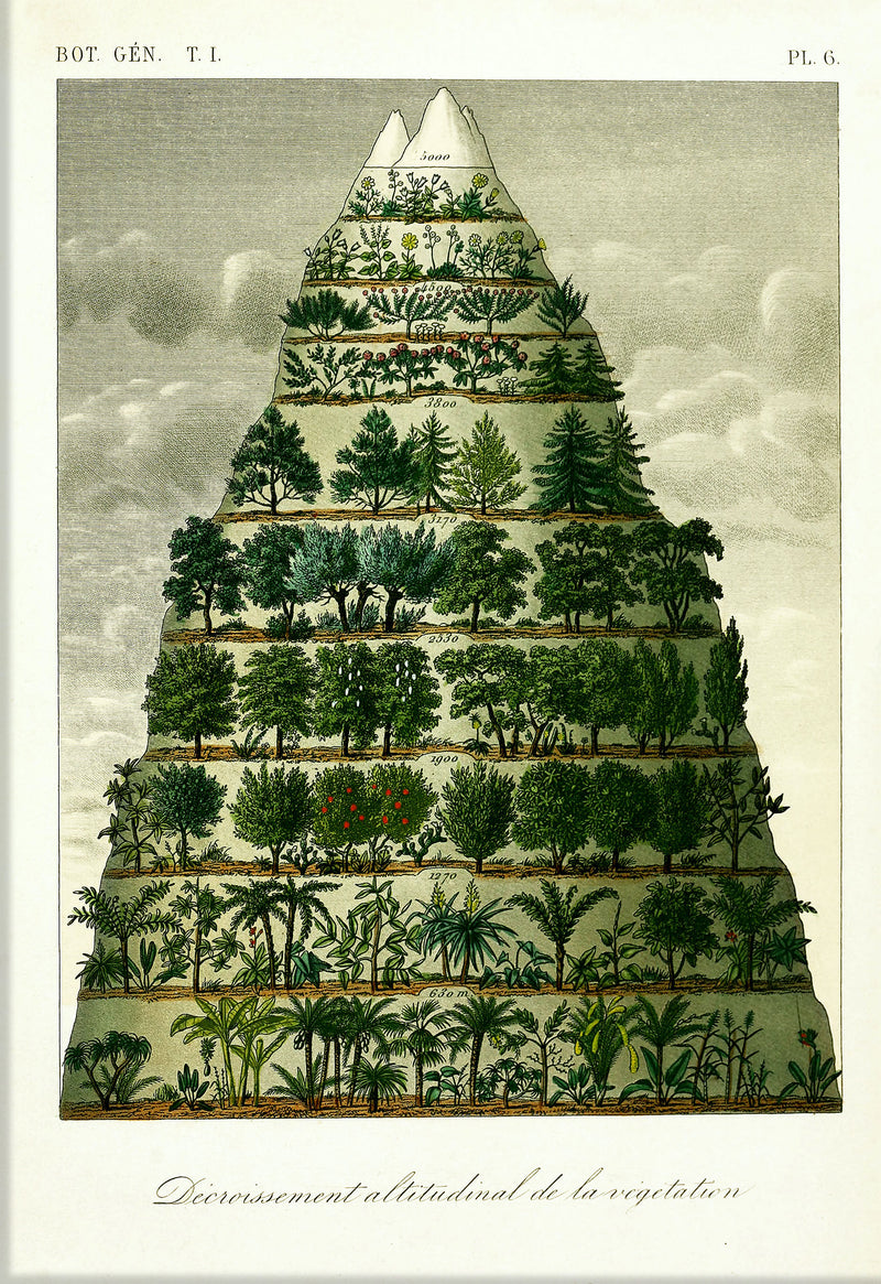 Mountain & Vegetation I