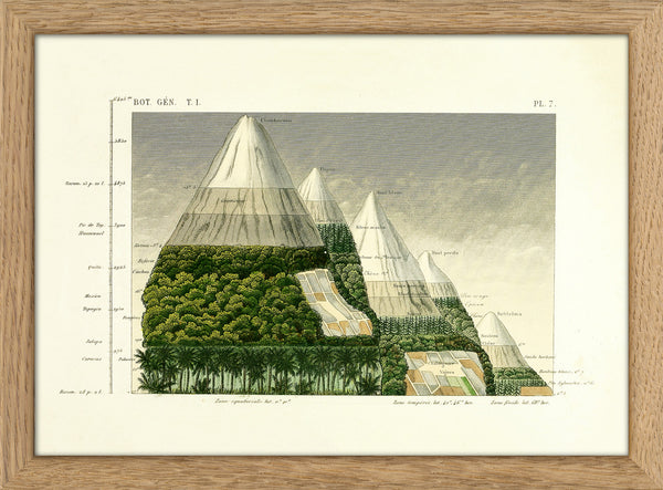 Mountain & Vegetation II