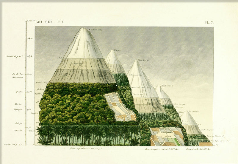 Mountain & Vegetation II