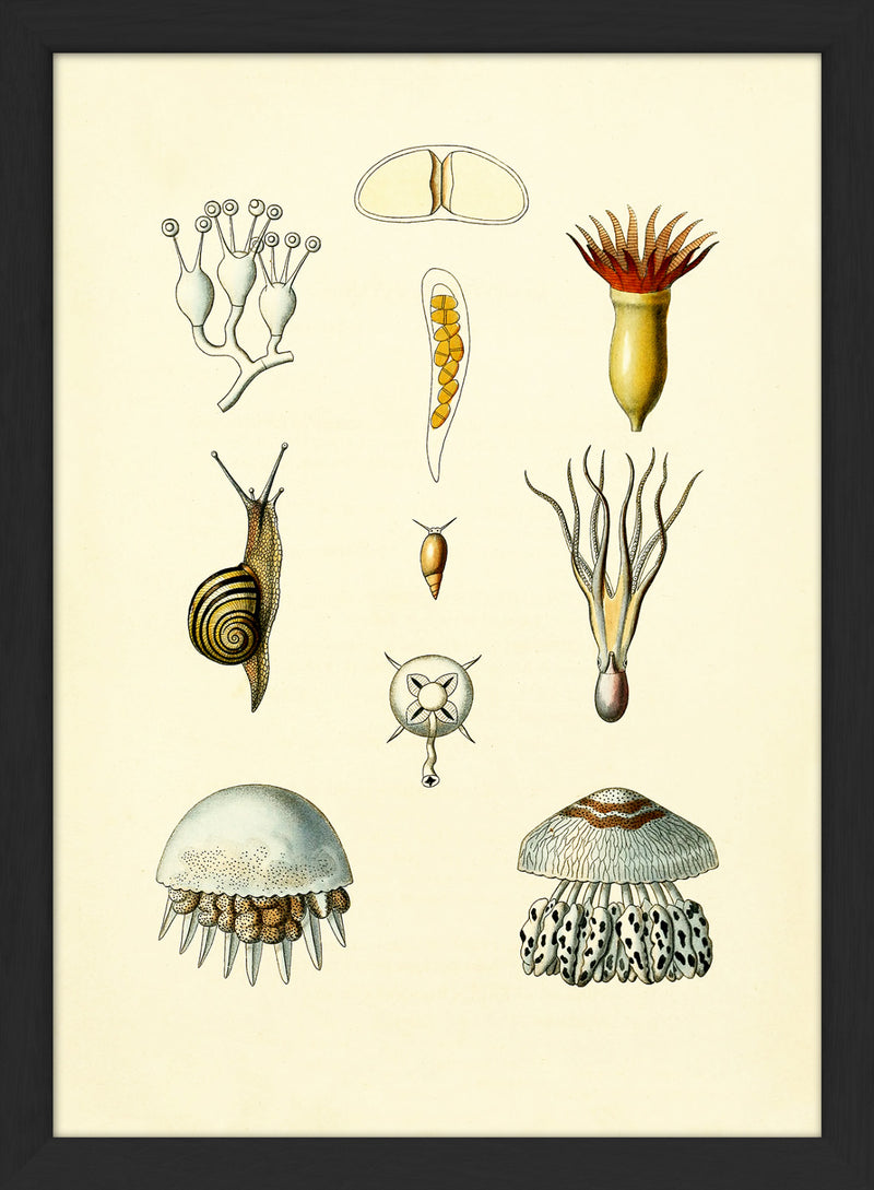 Animals & Plants I