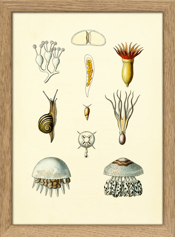 Animals & Plants I
