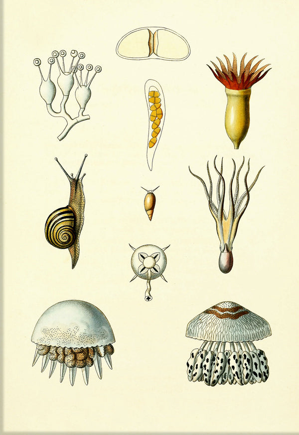 Animals & Plants I