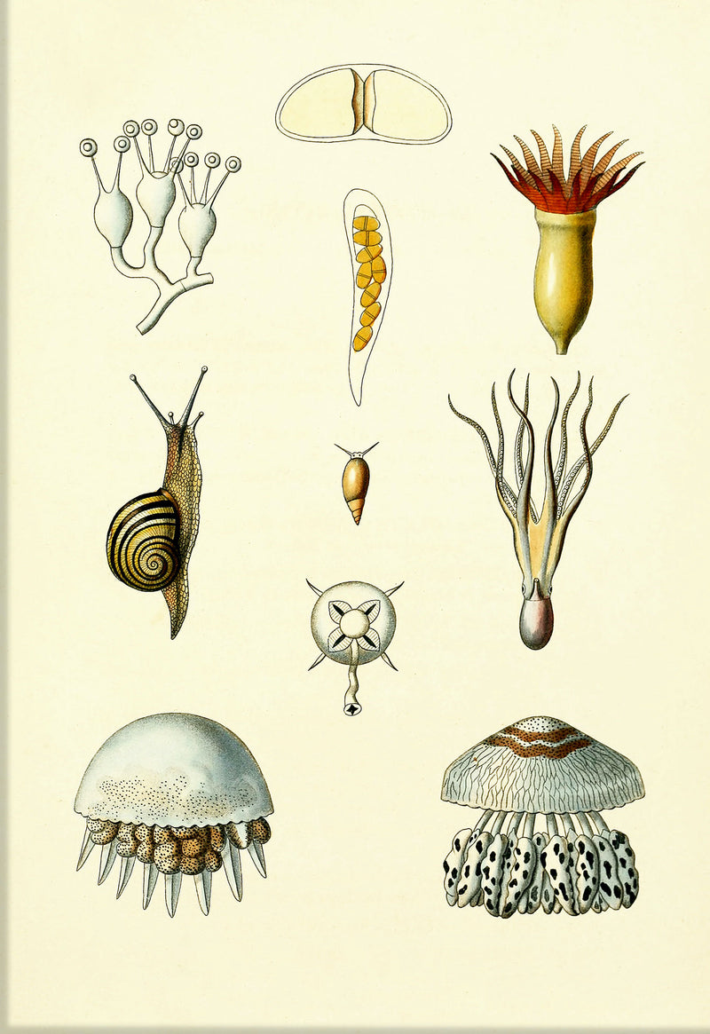Animals & Plants I