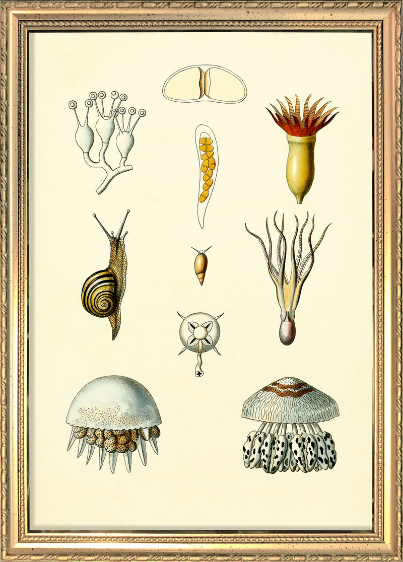 Animals & Plants I
