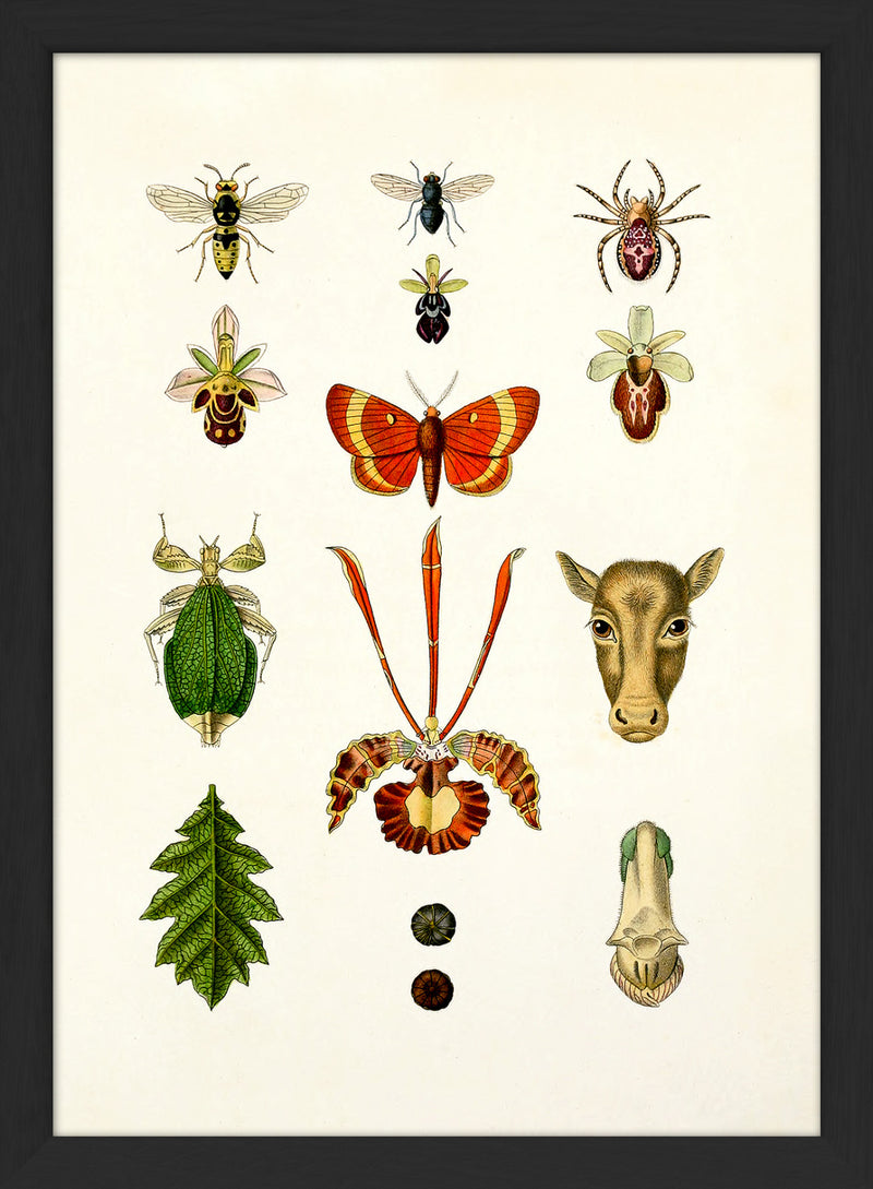 Animals & Plants II