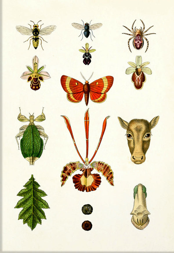 Animals & Plants II