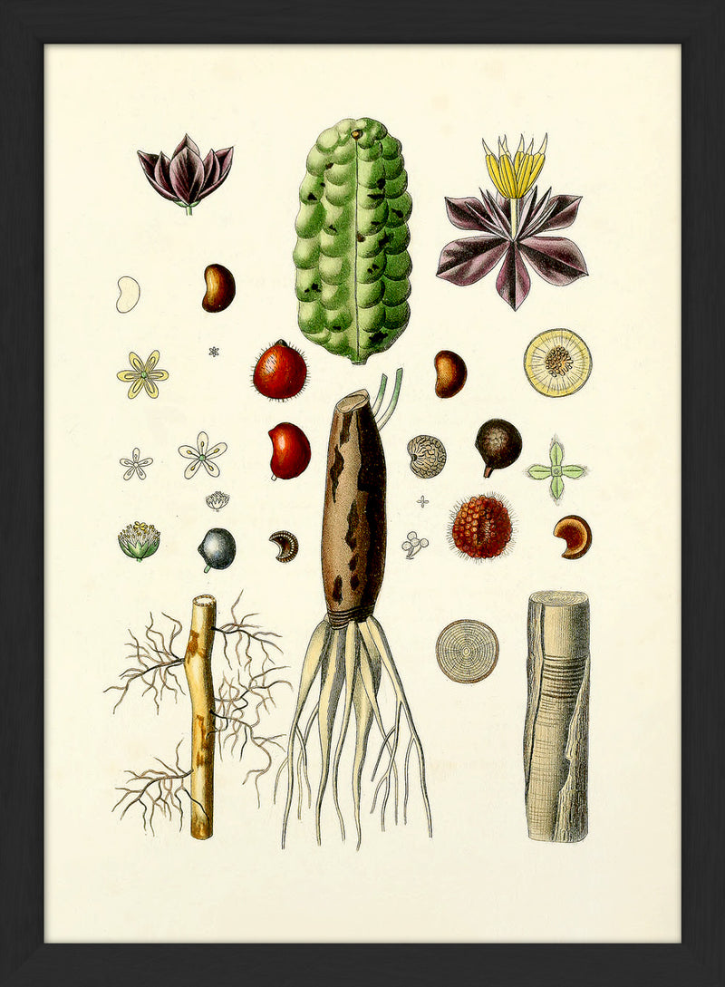 Animals & Plants III