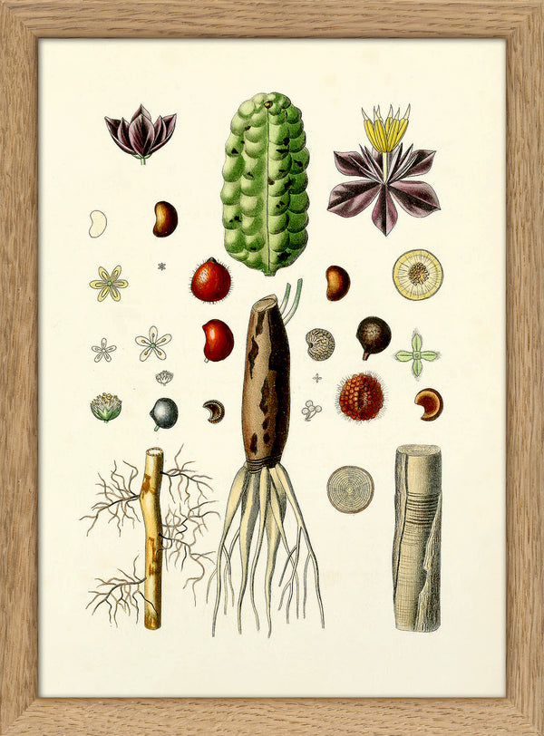 Animals & Plants III