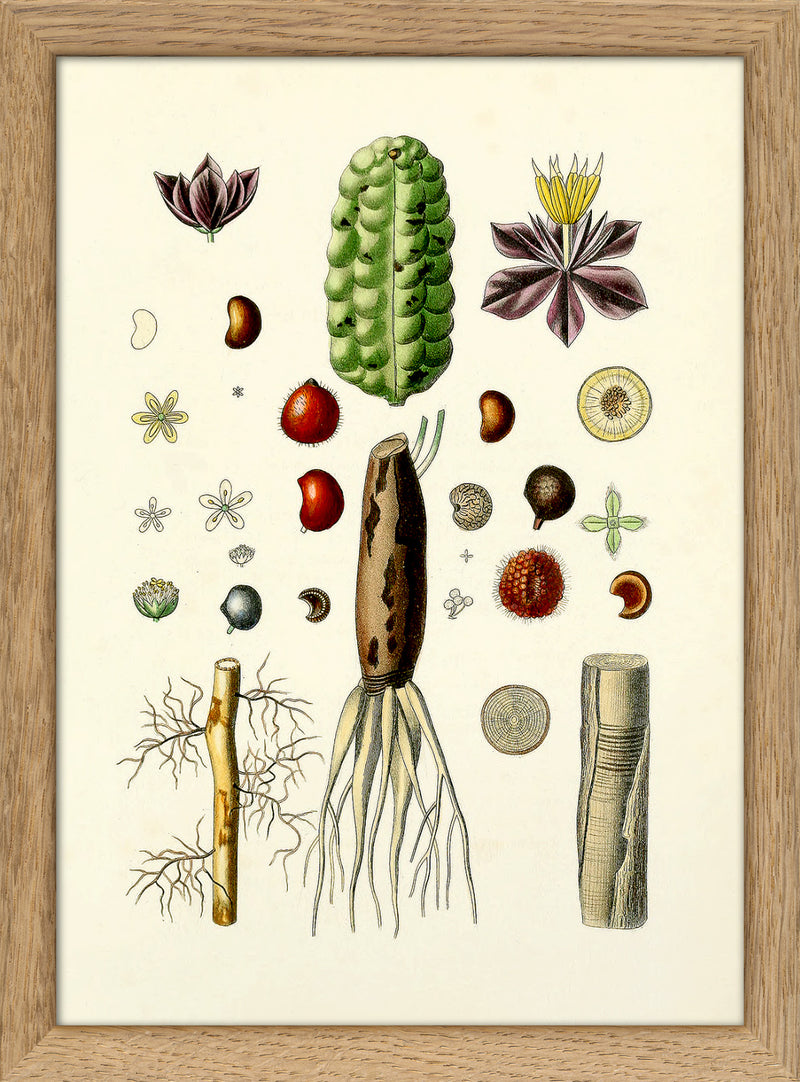 Animals & Plants III