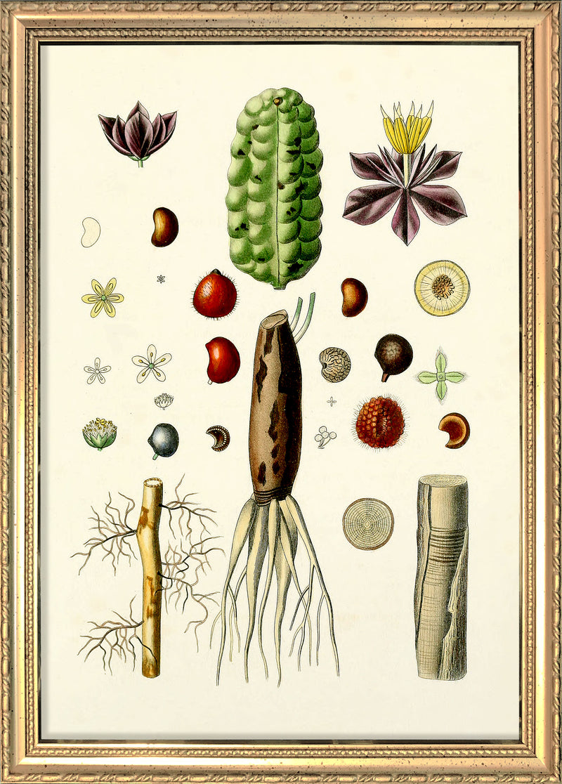 Animals & Plants III