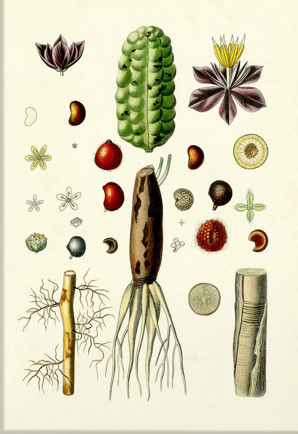 Animals & Plants III