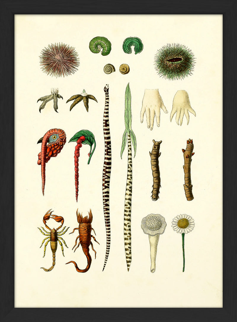 Animals & Plants IV