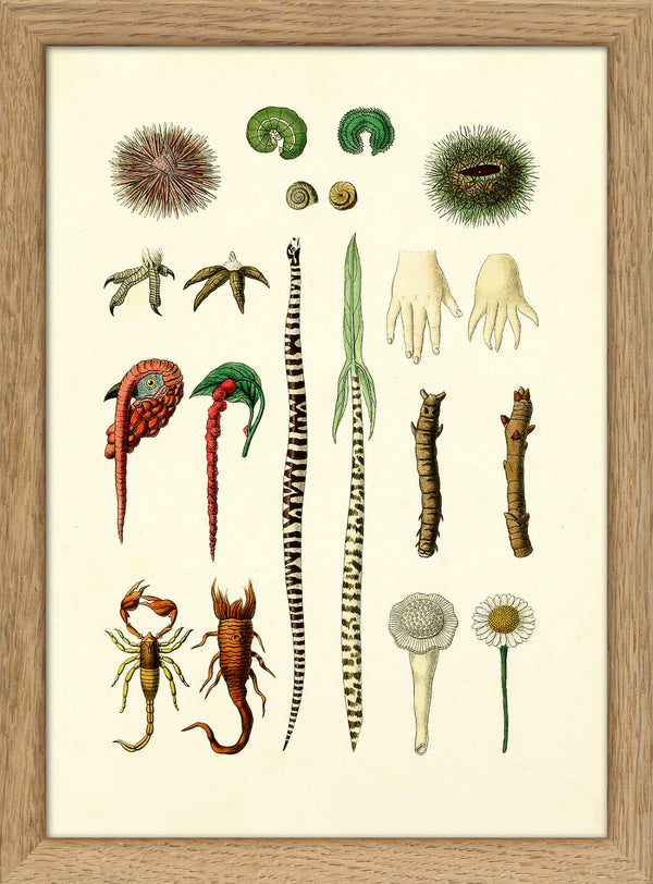 Animals & Plants IV