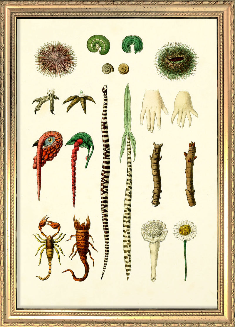 Animals & Plants IV