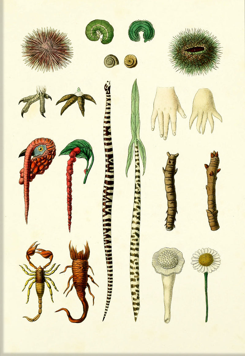 Animals & Plants IV
