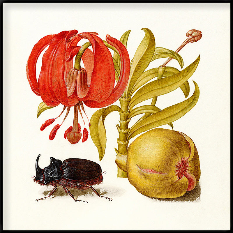 Rhinoceros Beetle