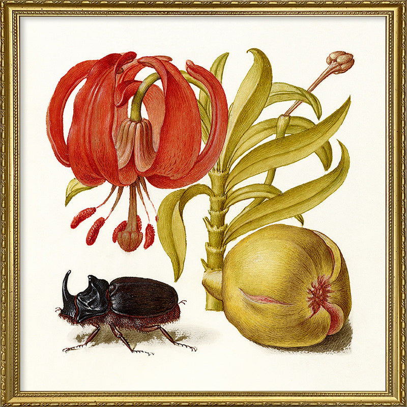 Rhinoceros Beetle