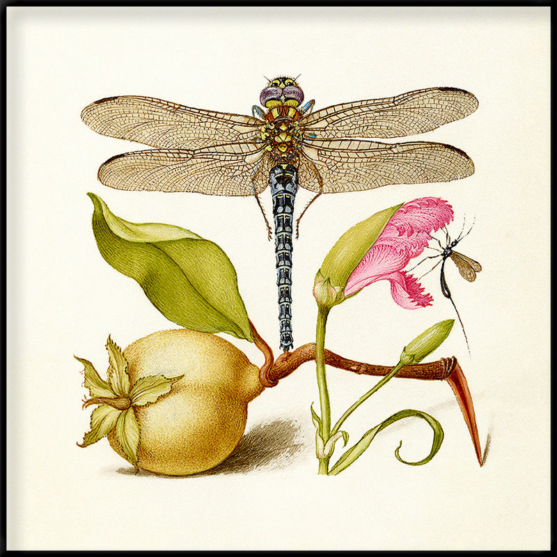 Dragonfly