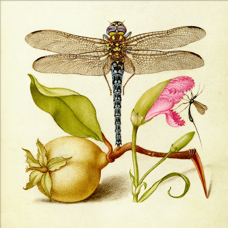 Dragonfly