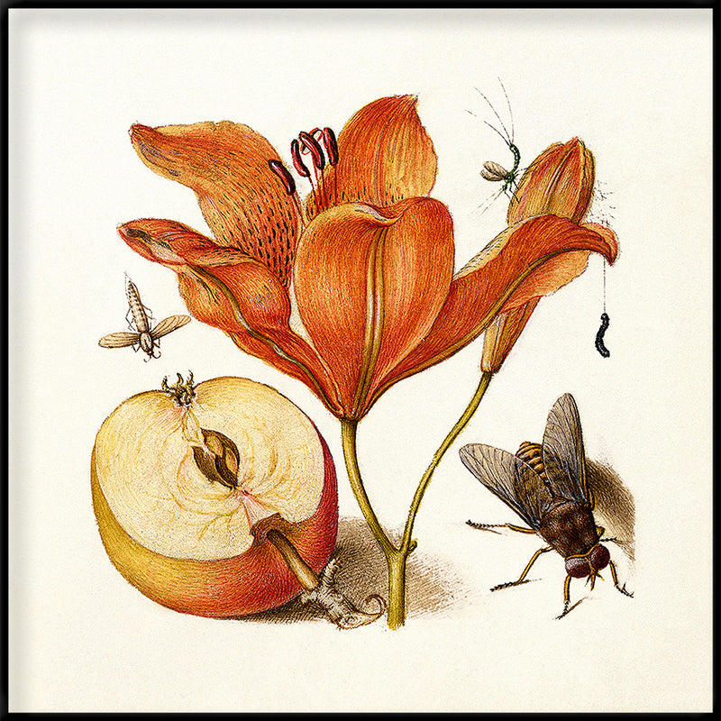 Orange Lily