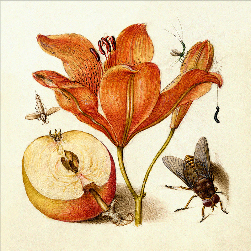 Orange Lily