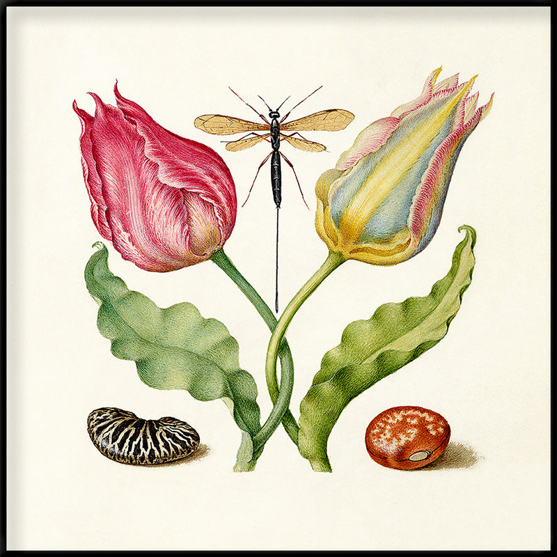Tulips and Beans