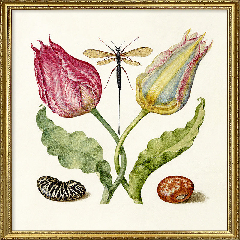 Tulips and Beans