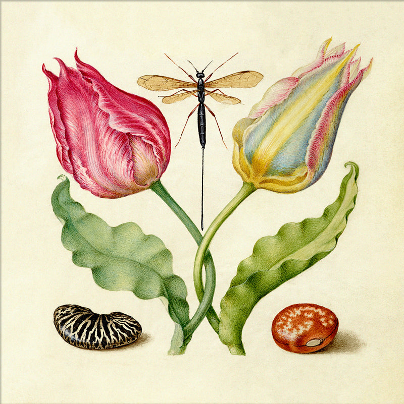 Tulips and Beans