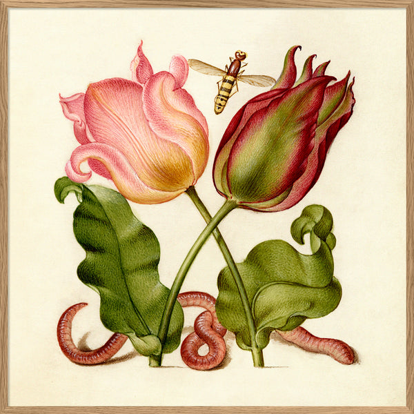 Worm and Tulips