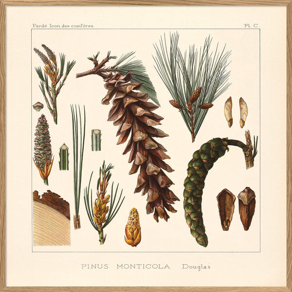 Pinus Monticola