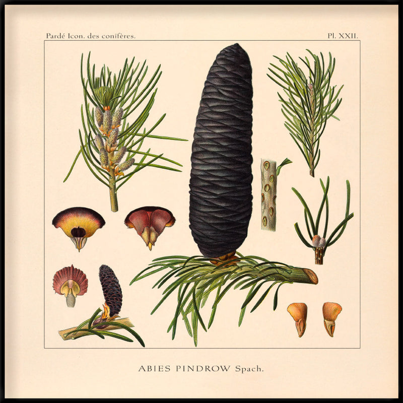 Abies Pindrow