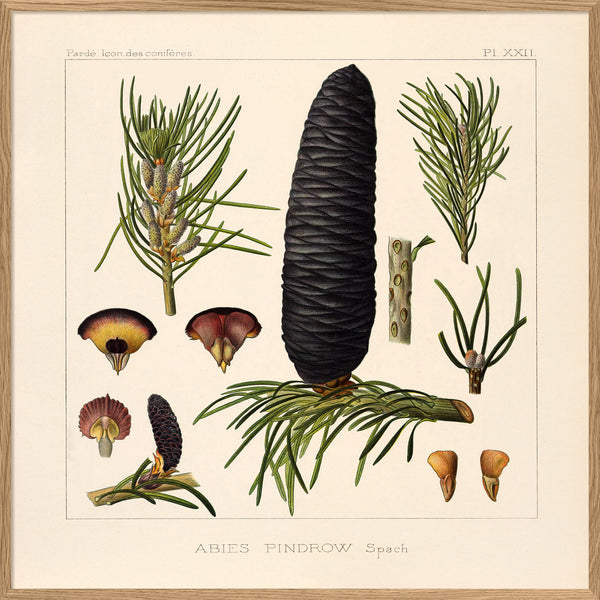 Abies Pindrow