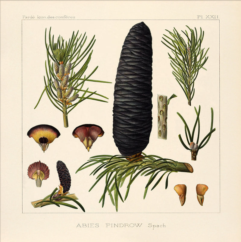 Abies Pindrow