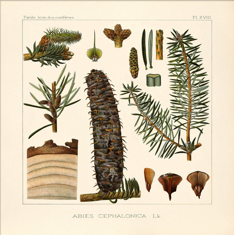 Abies Cephanolica