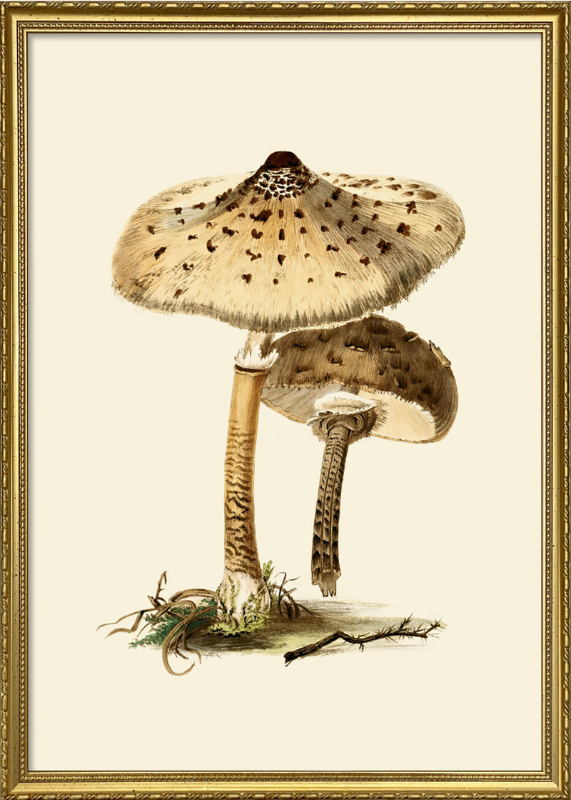 Fungi