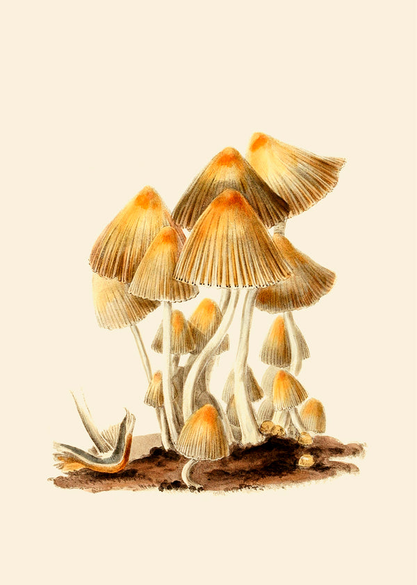 Fungi I