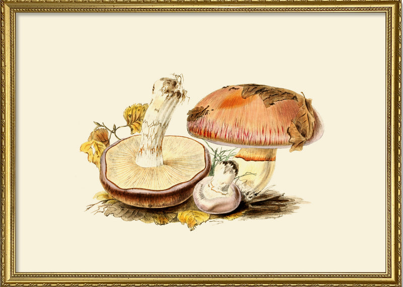 Fungi IV