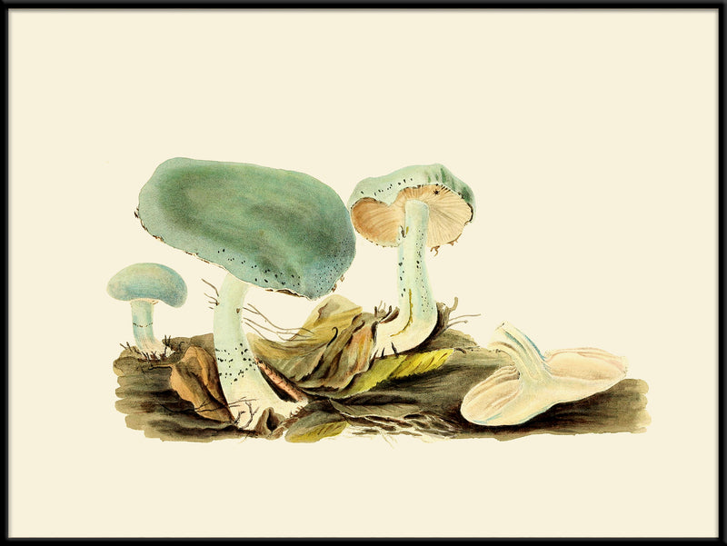 Fungi V