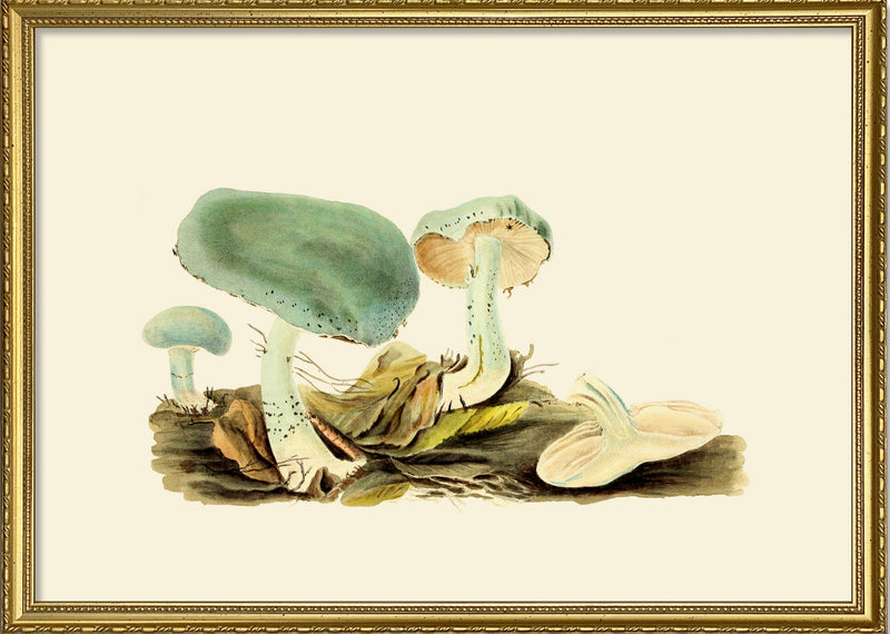 Fungi V
