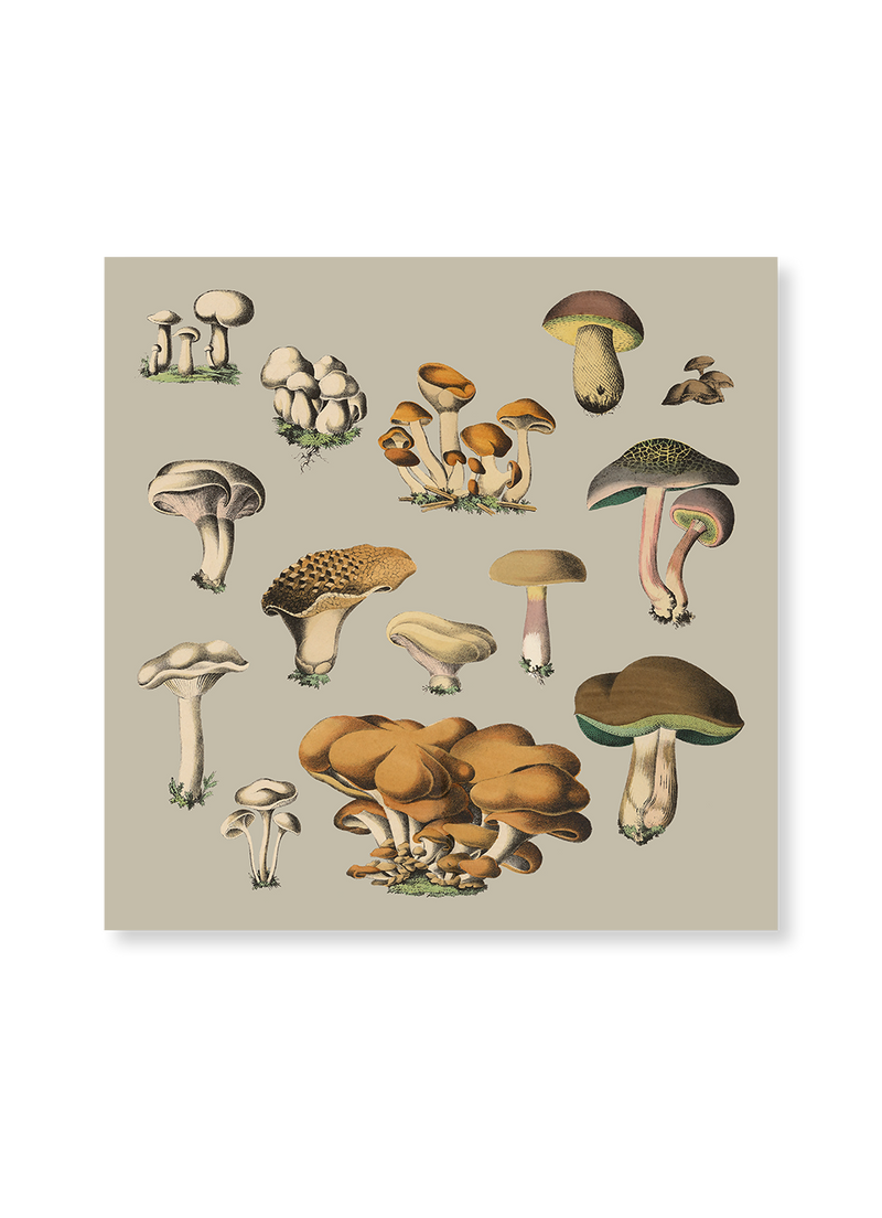 Fungi X