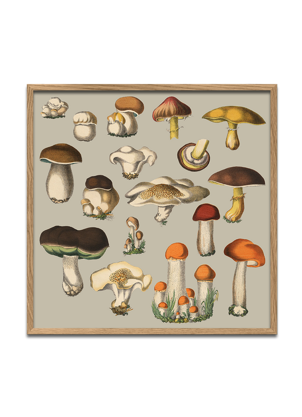 Fungi XI