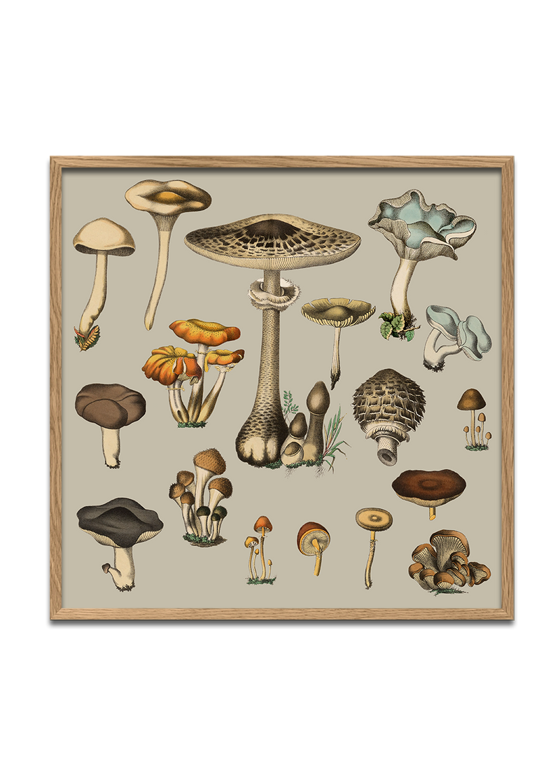 Fungi XV