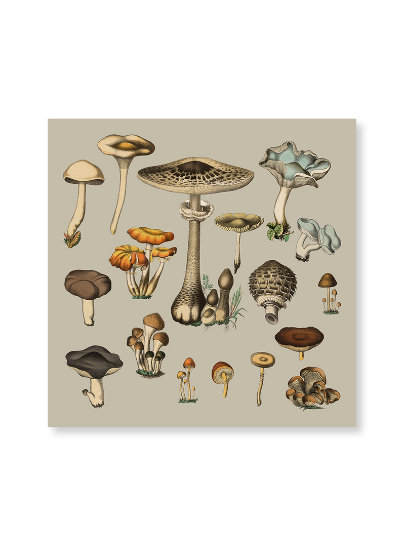 Fungi XV