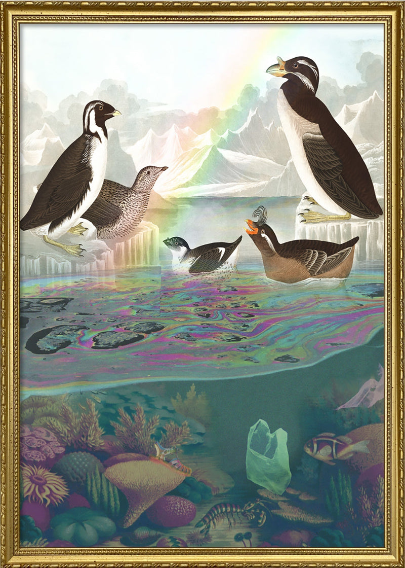 Sea Birds