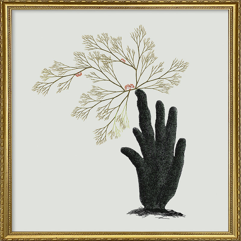 Single Algae hand
