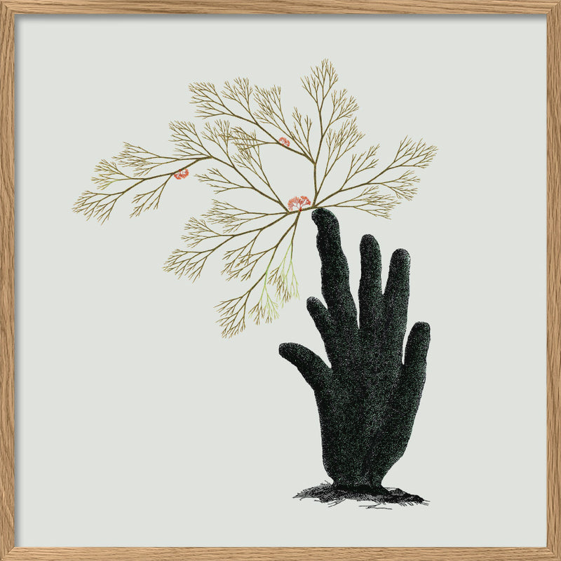 Single Algae hand