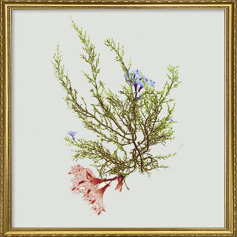 Single Algae black with flower