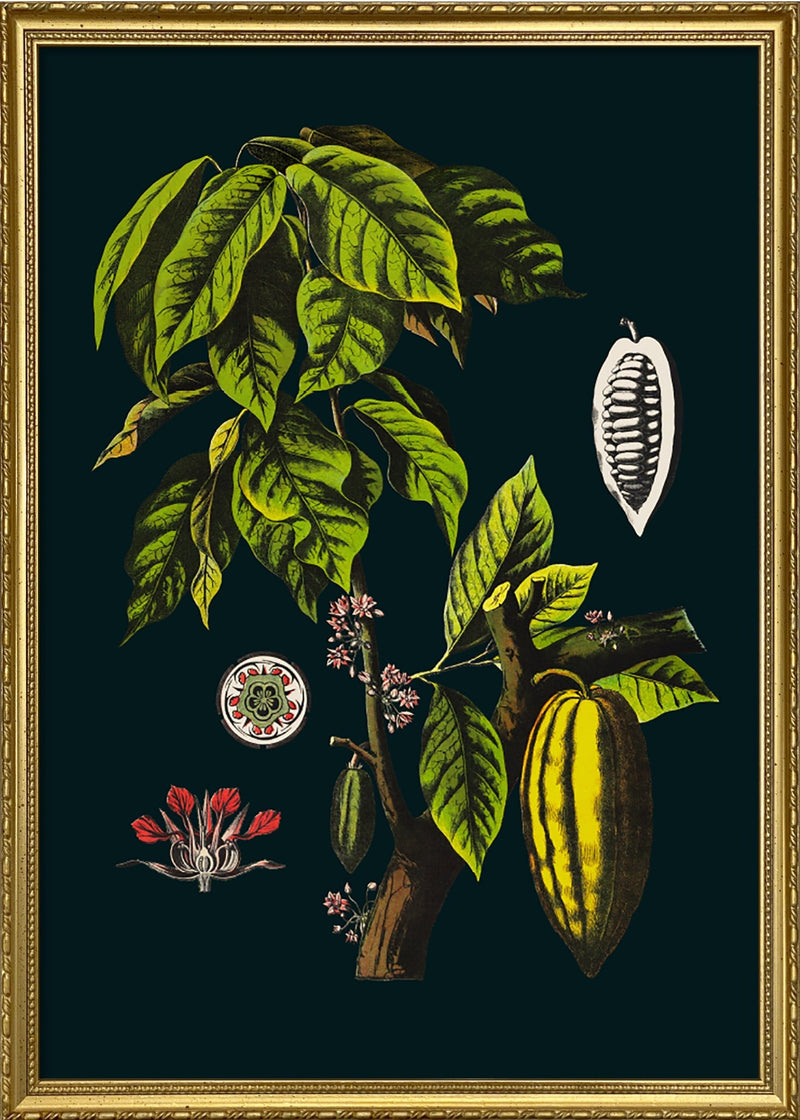 Cacao