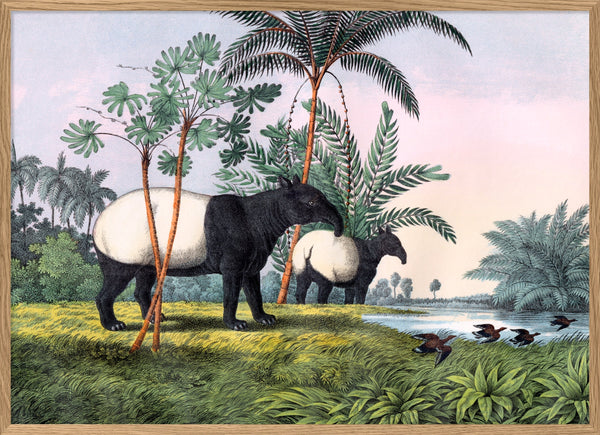 Malay Tapir