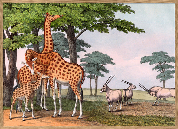 Giraffe & Gemsbok